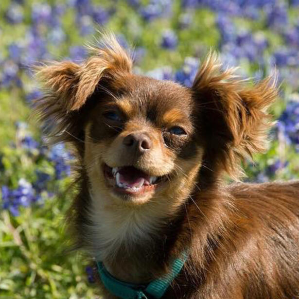 Puppy Photo on Bluebonnet Field