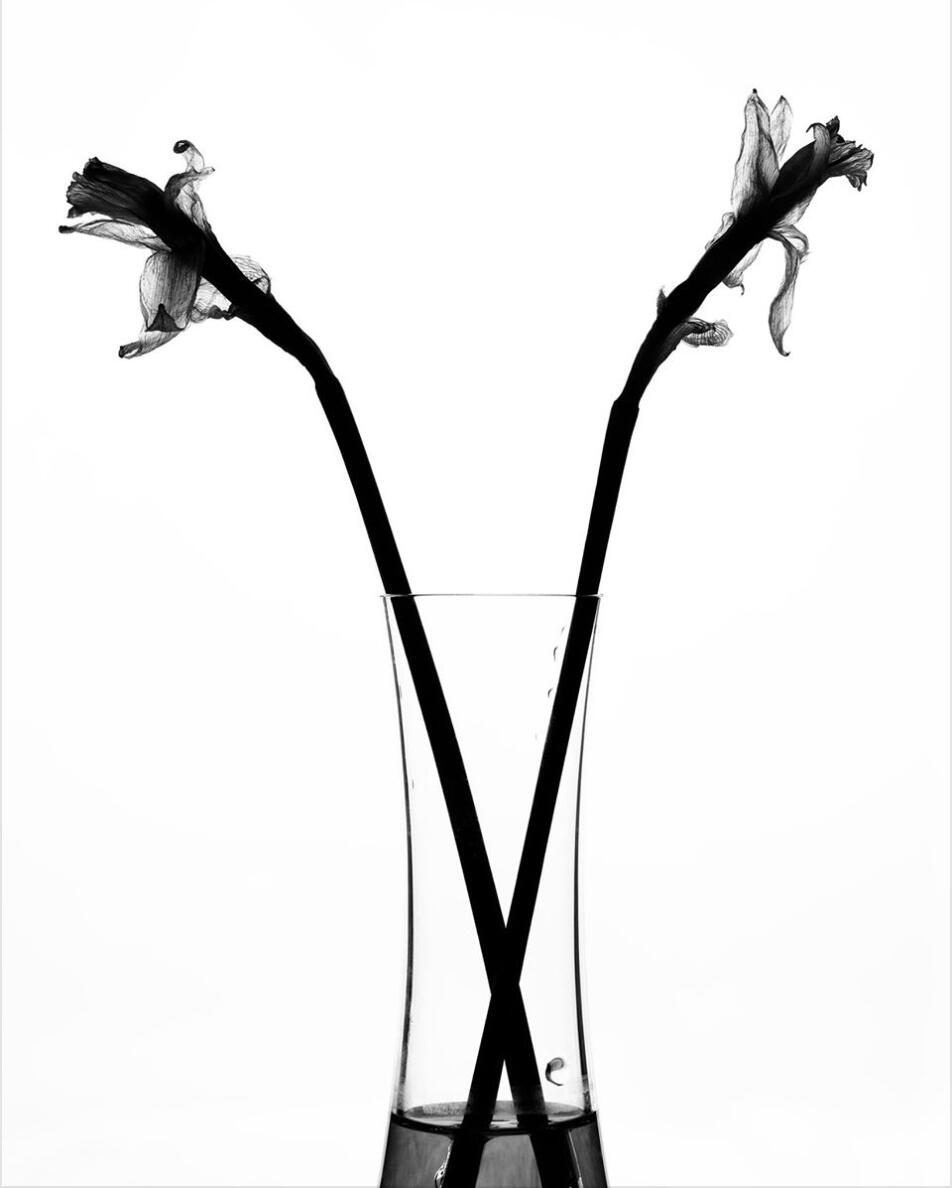 Black and White dried Flowers